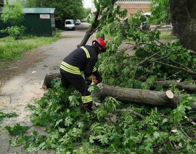 Поблизу рівненського  костелу рятувальники розчищали дорогу від поваленого дерева 