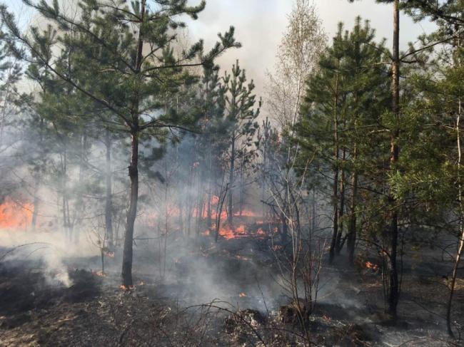 Поліція розпочала досудове розслідування через пожежу у Рівненському природному заповіднику 