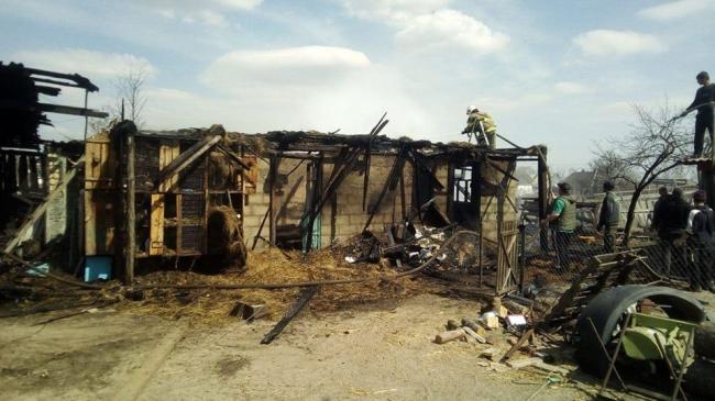 Пожежа у Чуделі: будинок врятували, а свиня та телята загинули