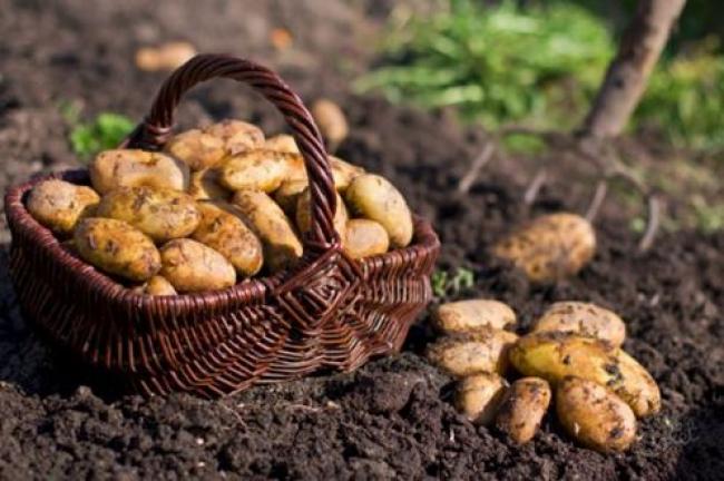 Президент перевіряв на полях врожай картоплі  та занепокоєний контрабандою її з Росії