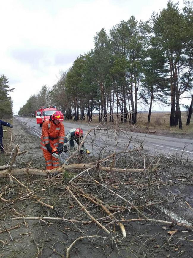 Трасу державного значення на Рівненщині заблокувало дерево