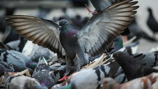 Просять дослідити, чому в Рівному масово помирають голуби