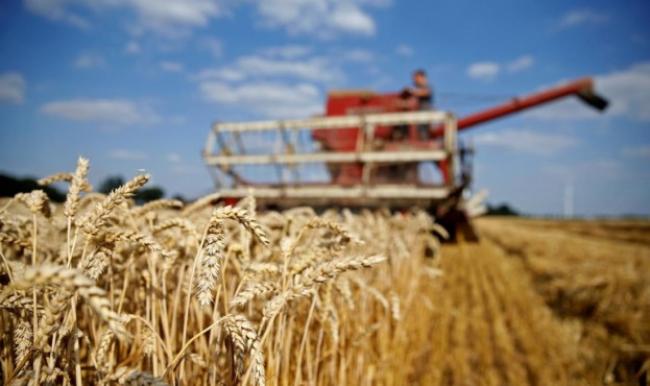Рекорд-2019 року: Рівненщина має найбільший за всі роки валовий збір зерна