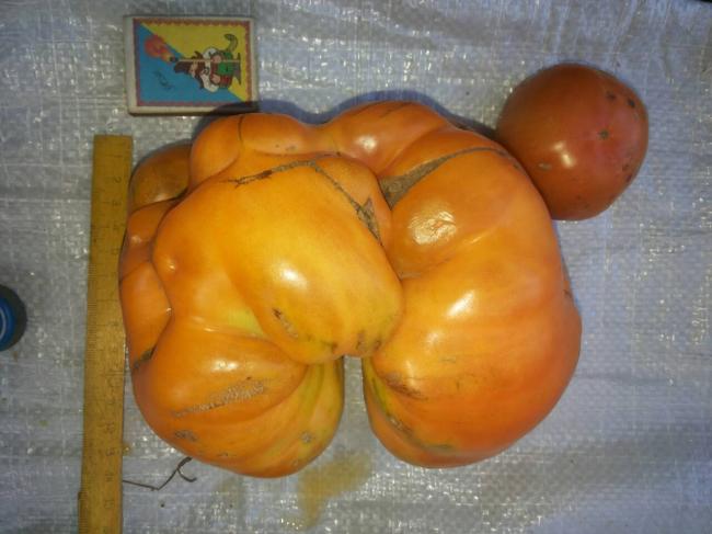Рівненські пенсіонери виростили помідора-гіганта