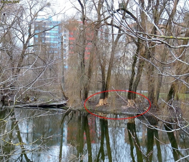 Показали, як бобри «хазяйнують» біля річки в Рівному (ФОТО)