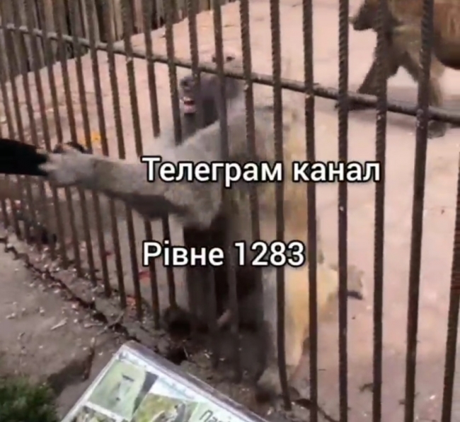 фото - скріншот з відео телеграм-каналу Рівне 1283