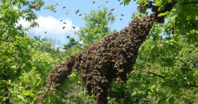 Рій бджіл напав на подружжя: ледве не зажалили до смерті