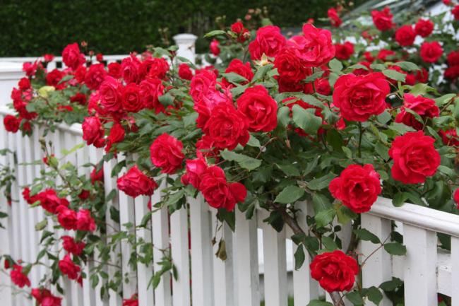 Роза Кордана: тайны «вечного цвета» для садоводов