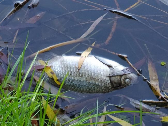 Розслідуватимуть масову загибель риби в «Озерянці» (ДОКУМЕНТ)