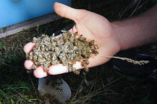 Розслідують загибель бджіл у трьох районах Рівненщини