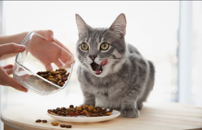 Секреты выбора сухого корма для котов