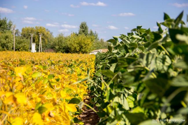 «Слуги народу» з Рівненщини думали, що робити з соєю та як захистити насіння