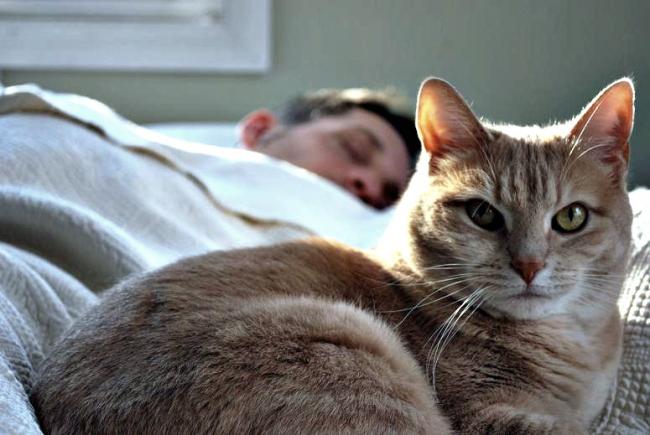 Сон із котиком
