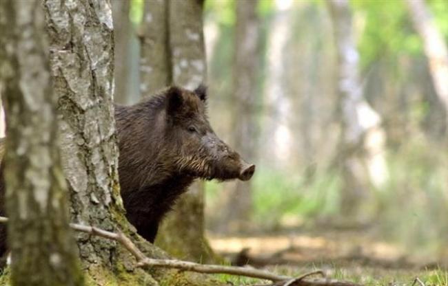 Свиня на Рівненщині потрапила в петлю браконьєрів (відео)