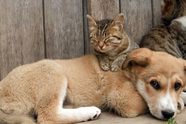 У Березному стерилізують безпритульних котів та собак
