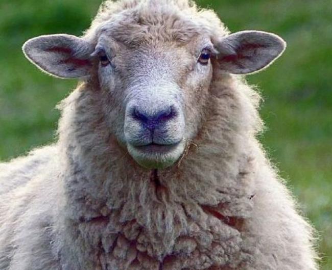 У Бугрині сказилась вівця