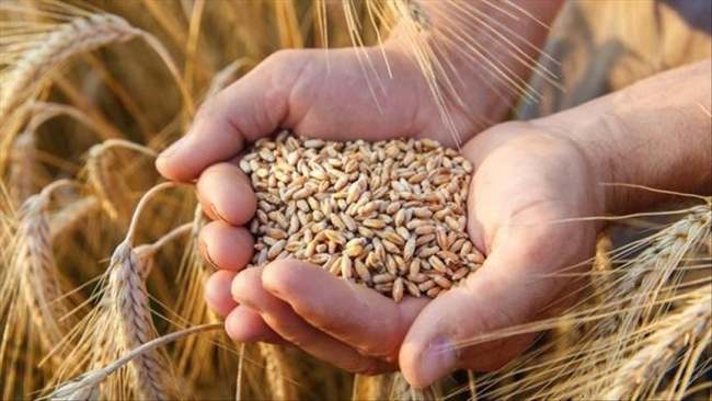 У чому сила проростаючого зерна?