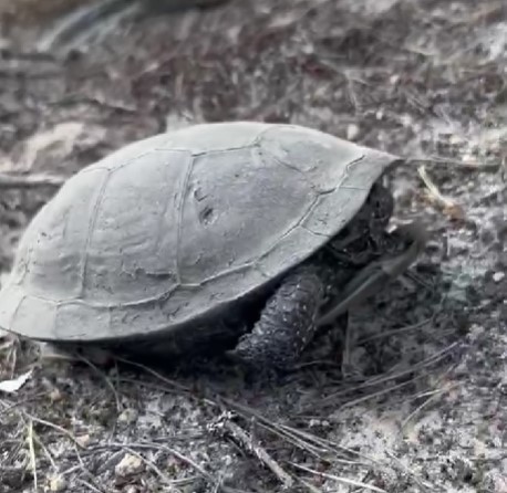 У лісі на Поліссі живе черепаха (ВІДЕО)