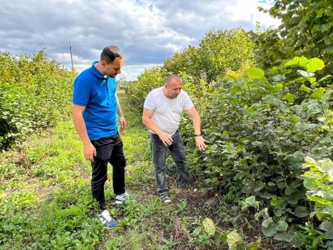 У Рівненському районі Бортник вирощує горіхи, на які шалений попит в Україні