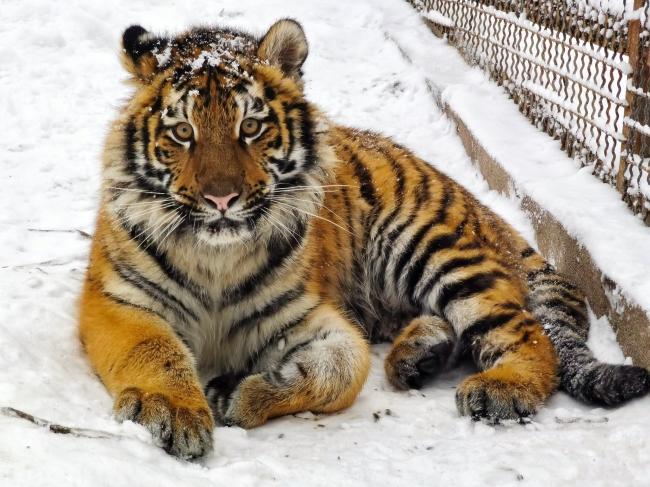 У Рівненському зоопарку показали зимову казку (ФОТО)