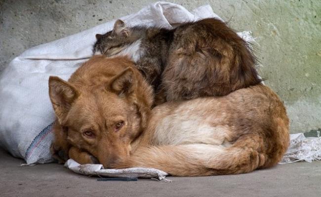 У Рівному безпритульним тваринам збиратимуть їжу та ліки 