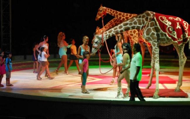 У Рівному через смерть жирафи заборонили цирки