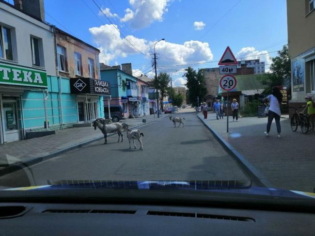 У Рівному кози-втікачі заважали проїзду авто (ФОТО)