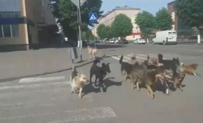 У Рівному люди не вміють переходити дорогу  «зеброю», а в Костополі собаки уже навчилися (ВІДЕО)