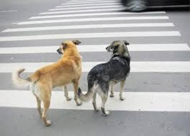 У Рівному собака переходить дорогу за правилами (ВІДЕО)