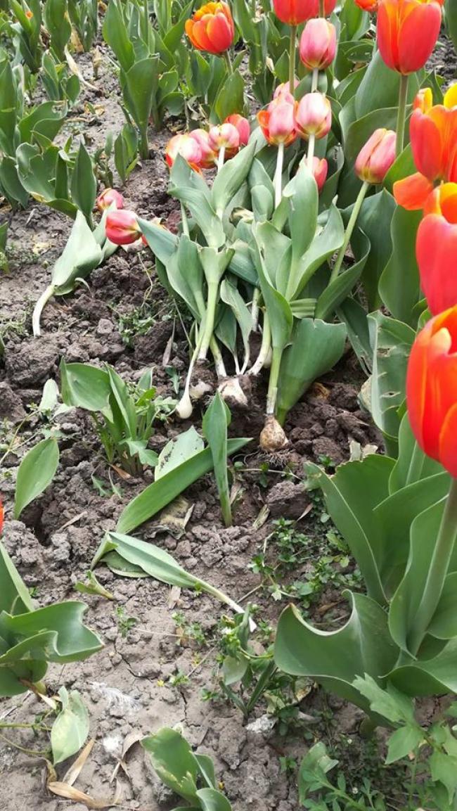 У Рівному за ніч знищили понад тисячу тюльпанів