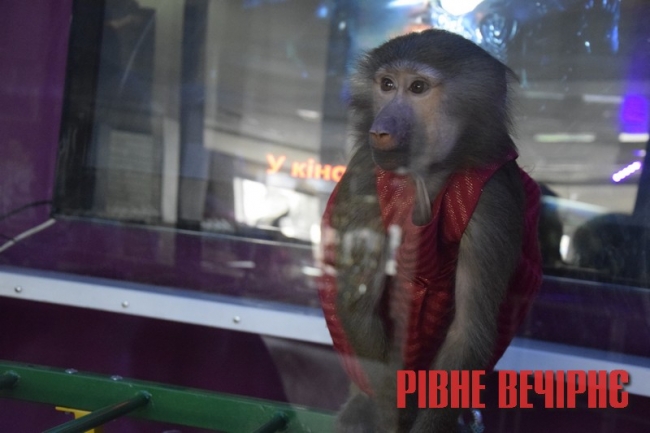У розважальному центрі в Сарнах є жива мавпа (ФОТО/ВІДЕО)