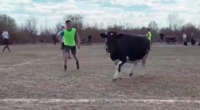 У селі на Поліссі з футбольного поля виганяли корову (ВІДЕО)
