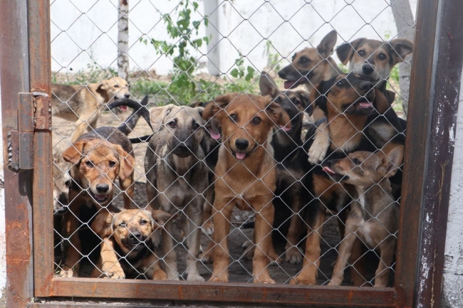 У Вараському притулку для тварин побільшало безпритульних собак