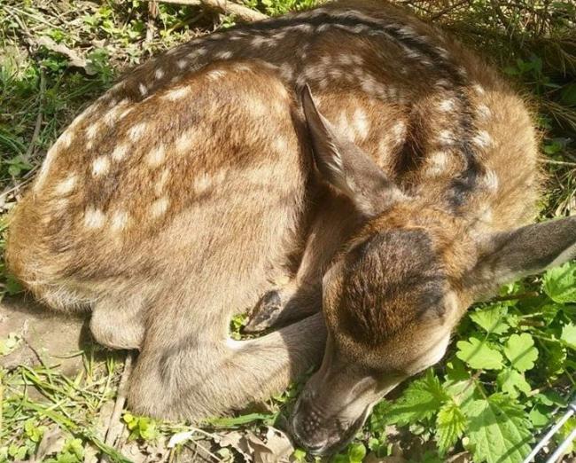 У волинському лісовому господарстві народилося «Бембі»