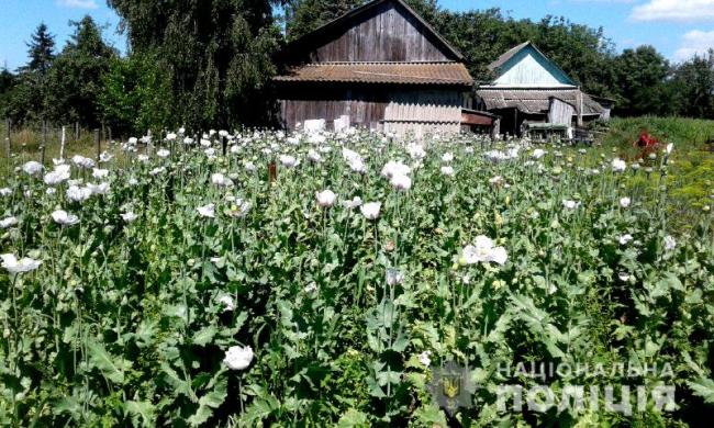 У восьми районах Рівненщини виявили одинадцять наркопосівів 