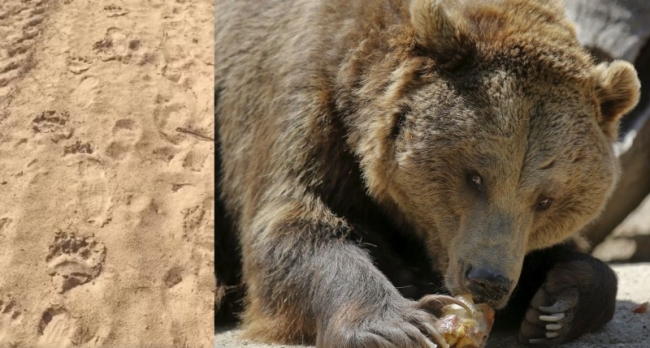 Уперше за сто років на півночі Рівненщини побачили сліди ведмедя