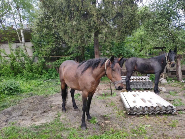 В Острозі міський голова та поліція шукають власника коней