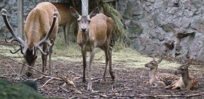 В Рівненському зоопарку з’являться олені