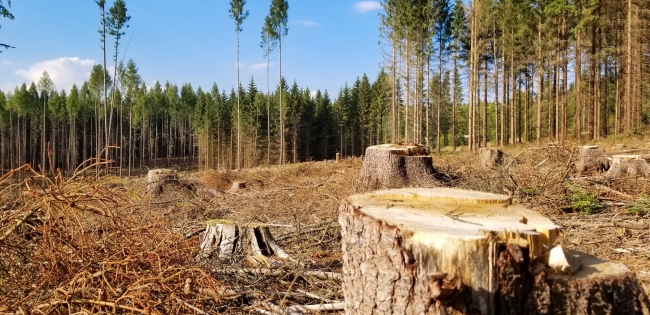 Вирізав лісу на майже 350 тисяч гривень 