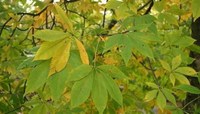  Якщо на Андрія Боголюбського на деревах видніється жовте листя, то скоро буде осінь