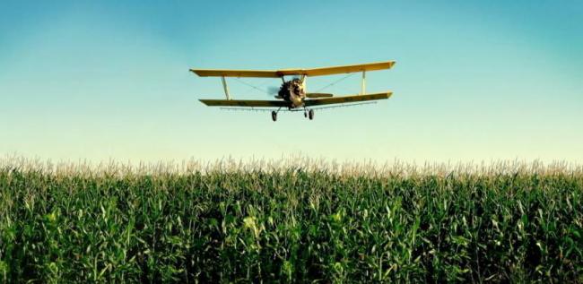 З літака над посівами кукурудзи розкидають комах