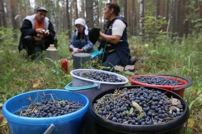 Заготівельники чорниці поповнили бюджет Рівненщини на чималу суму