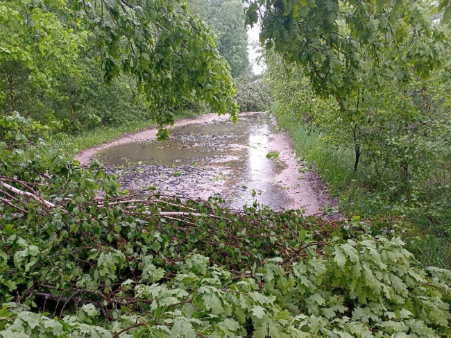 Злива на Рівненщині ламала дерева та підтоплювала будинки